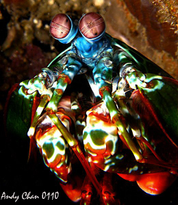 Peacock Mantis Shrimp - Padang Bai, Bali
Canon G9 + Niko... by Andy Chan 